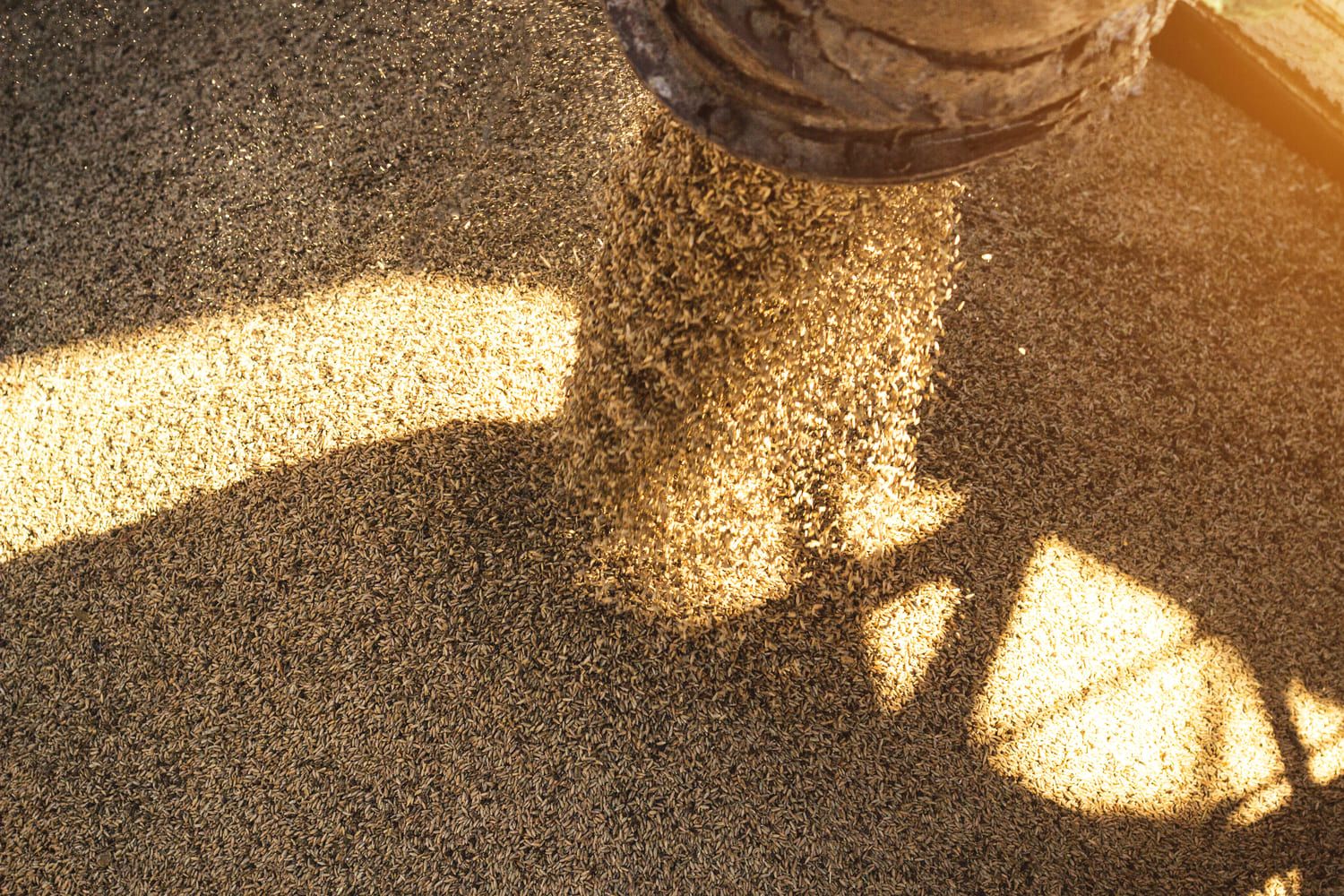 A close-up of seeds falling from a metal chute onto a pile, illuminated by warm sunlight that creates a textured surface.